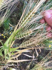 Hordeum vulgare