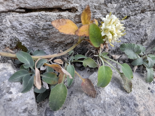 Rock Bellflower (Campanula petraea)