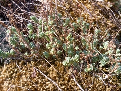 Sedum borissovae, photograph author not stated, no rights reserved