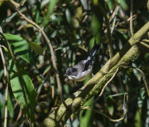 Grey Sibia (Heterophasia gracilis), photo 10