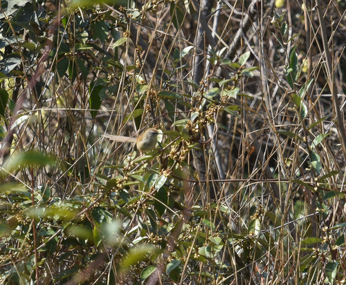 Rufous-crowned Prinia (Prinia khasiana), photo 3