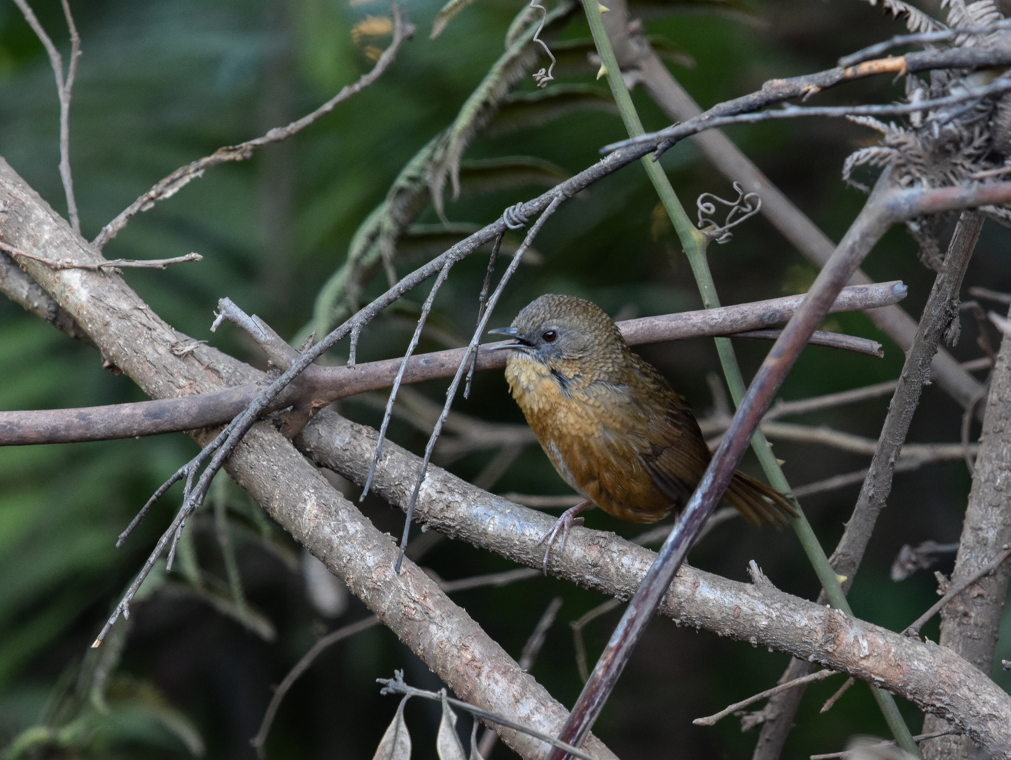 Tawny-breasted Wren-Babbler (Spelaeornis longicaudatus), photo 7