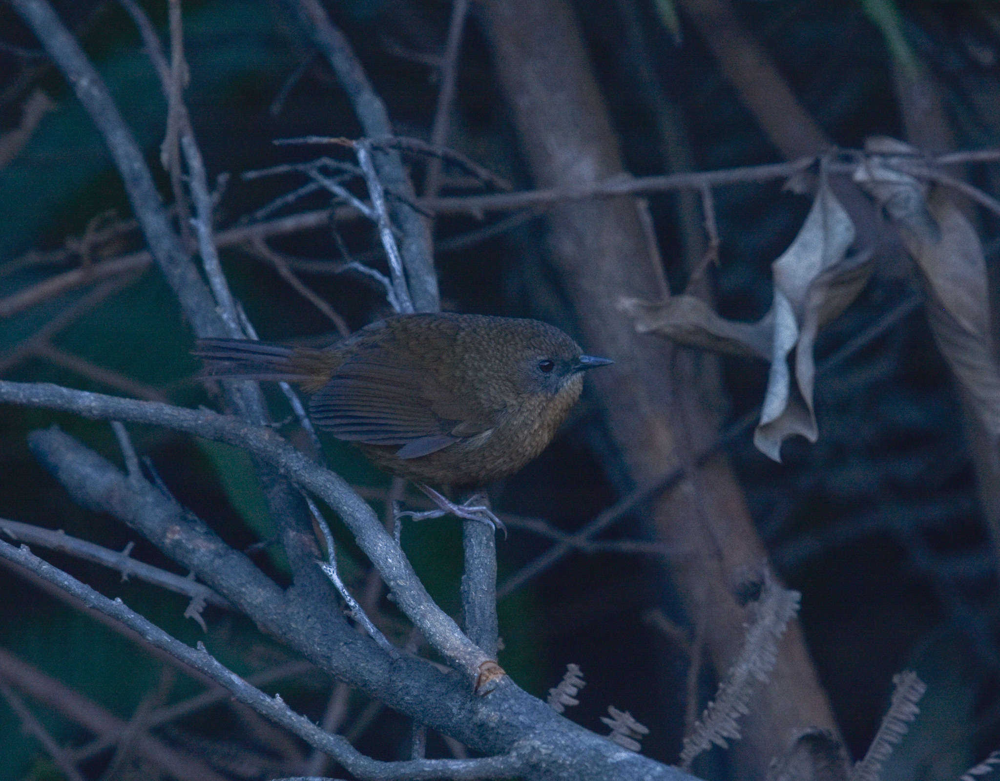 Tawny-breasted Wren-Babbler (Spelaeornis longicaudatus), photo 6