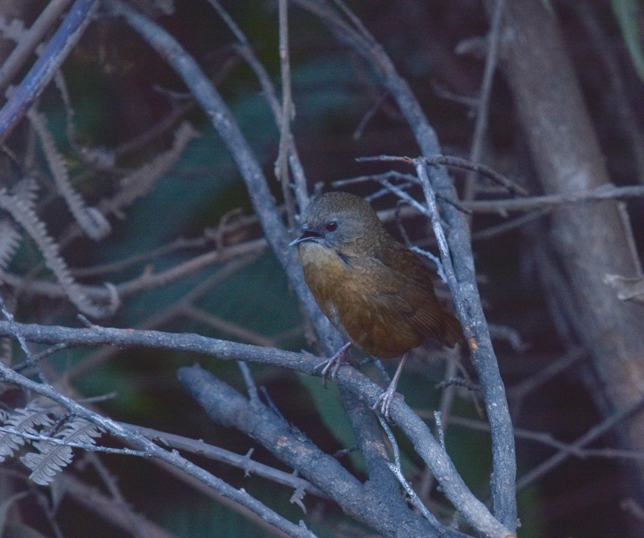 Tawny-breasted Wren-Babbler (Spelaeornis longicaudatus), photo 3