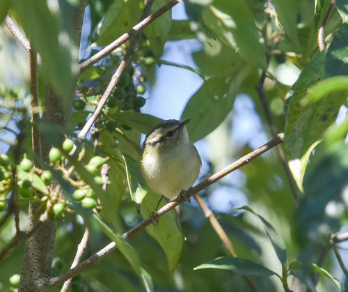 Lemon-rumped Warbler (Phylloscopus chloronotus)