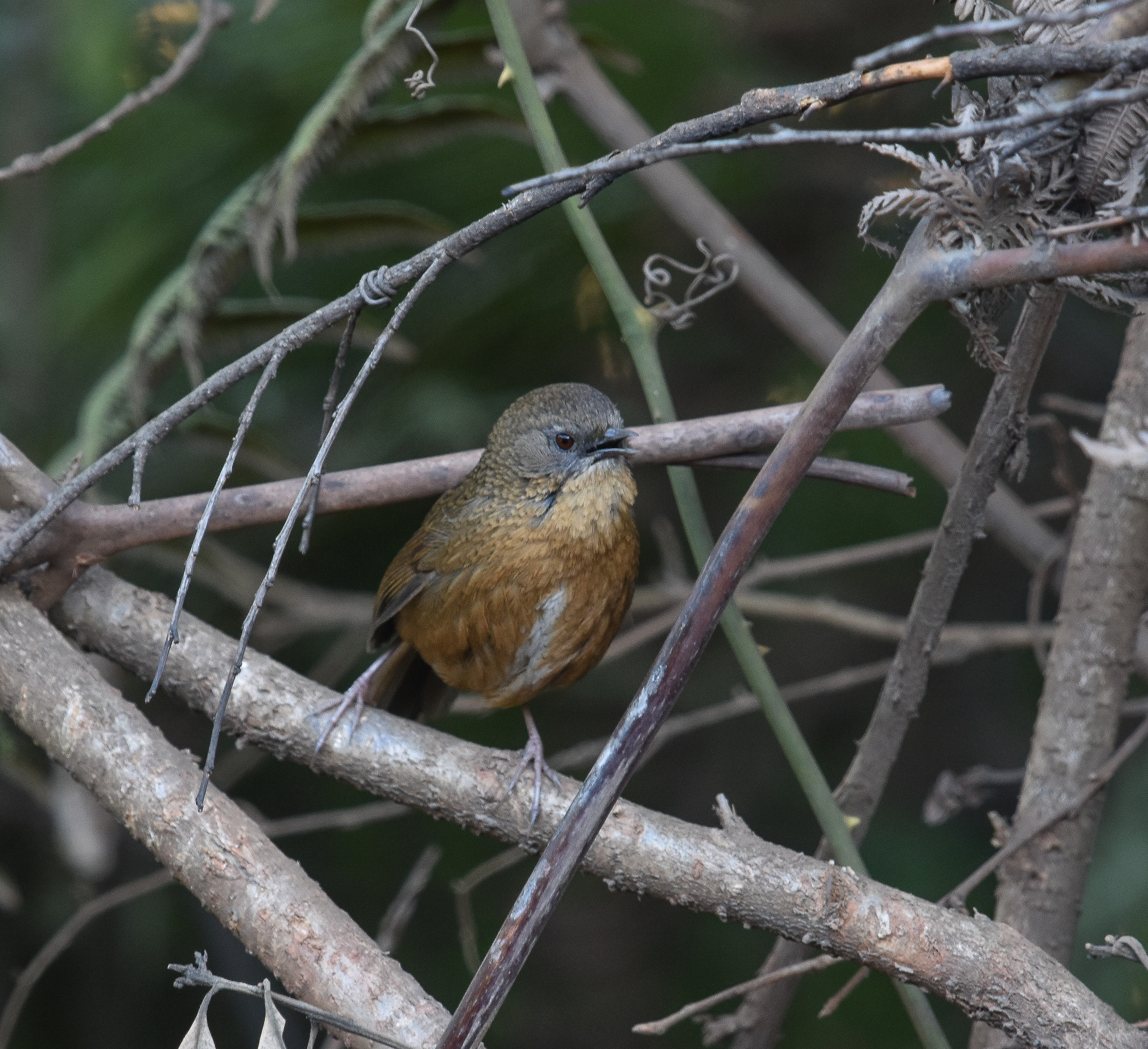 Tawny-breasted Wren-Babbler (Spelaeornis longicaudatus), photo 2