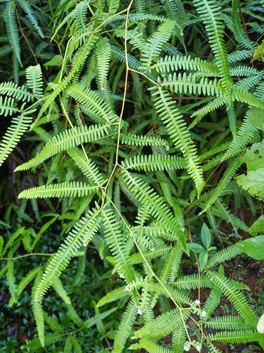 Image of Comb Forkedfern (Gleichenella pectinata) by (c) Guillaume Delaitre, some rights reserved (CC BY)