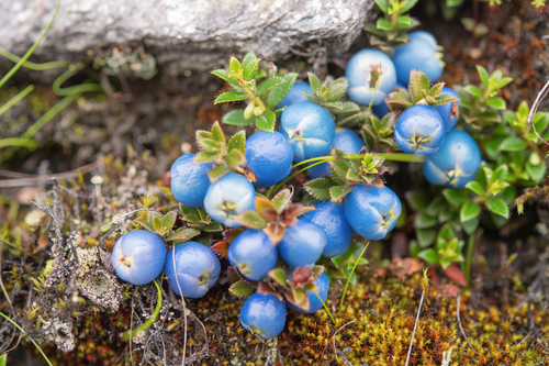 Gaultheria trichophylla, photograph 5
