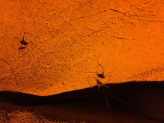 Hadenoecus subterraneus