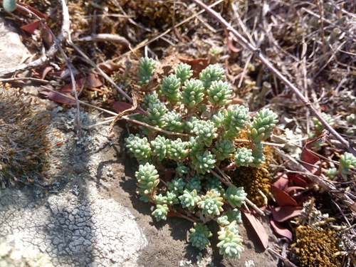 Sedum borissovae, photograph 2
