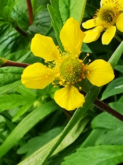 Geum aleppicum