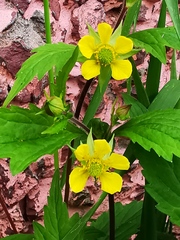 Geum aleppicum