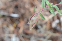 Epilobium minutum