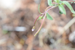 Epilobium minutum