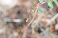 Epilobium minutum