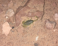 Paruroctonus utahensis