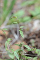 Epilobium minutum