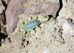 Paruroctonus utahensis