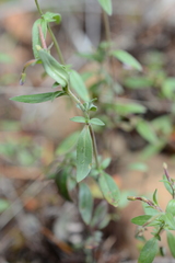 Epilobium minutum