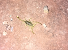 Paruroctonus utahensis