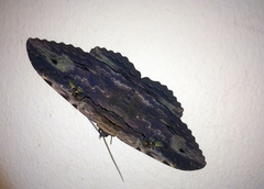 Anisoneura aluco