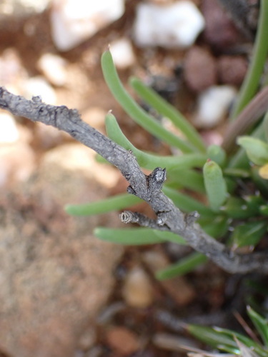 Crassothonna protecta