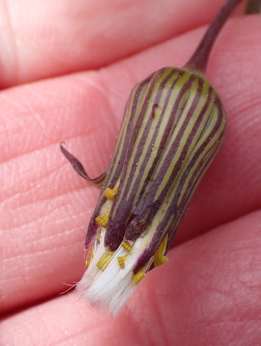 Crassothonna protecta