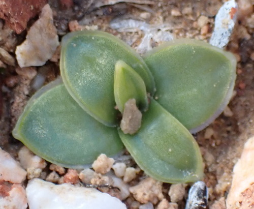 Drimia cochlearis