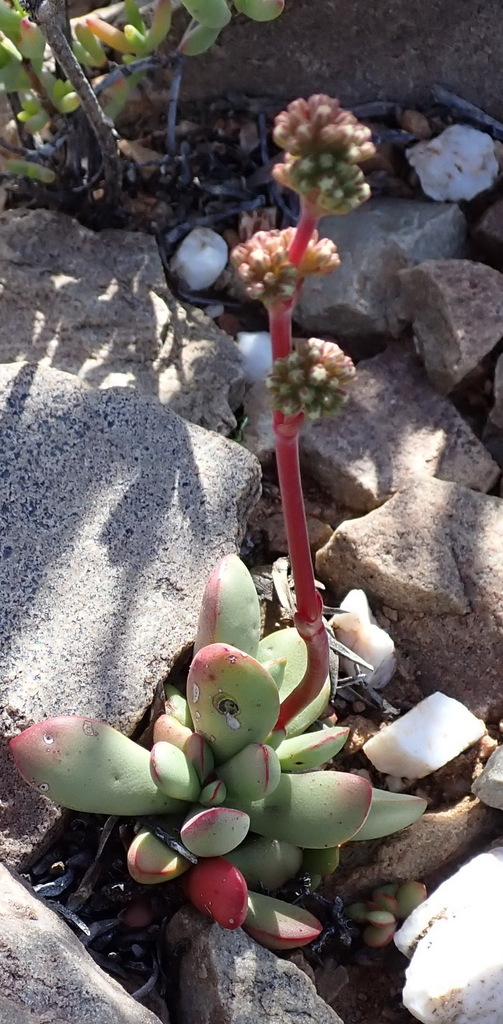 Crassula clavata from Anysberg Nature Reserve, Central Karoo District ...