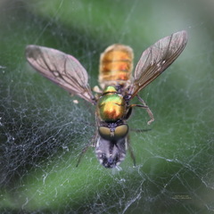 Chloromyia formosa