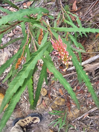 Image of Grevillea longifolia by (c) Richard Dimon, some rights reserved (CC BY)
