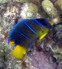 Holacanthus bermudensis