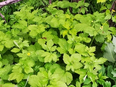 Geum aleppicum