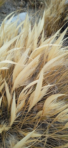 Pappostipa humilis