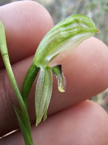 Image of Pterostylis longifolia by (c) Richard Dimon, some rights reserved (CC BY)