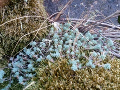 Sedum borissovae, photograph author not stated, no rights reserved