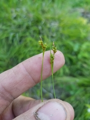 Carex deflexa