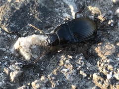 Abax ovalis