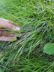 Carex deflexa
