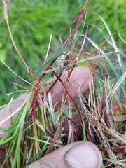 Carex deflexa