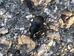 Abax ovalis