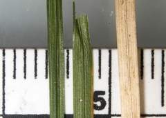 Carex deflexa