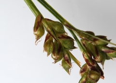 Carex deflexa