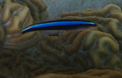 Elacatinus oceanops