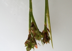 Carex deflexa