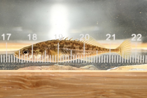 Amur ninespine stickleback (Pungitius sinensis) — Gasterosteidae — 2