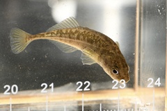 Amur Stickleback photo 1