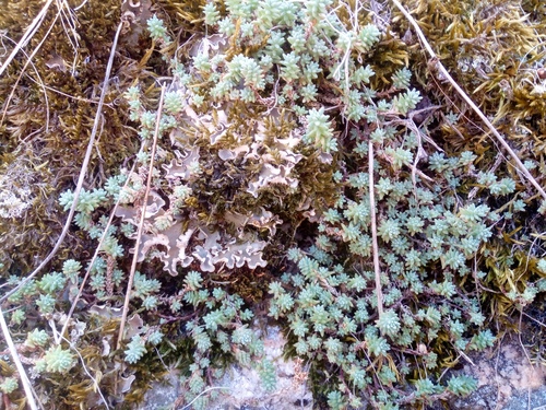Sedum borissovae