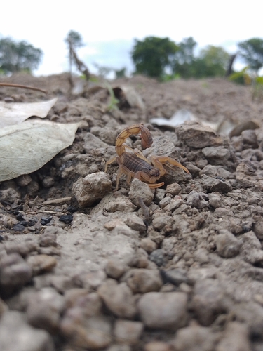 Alligatorback Scorpion