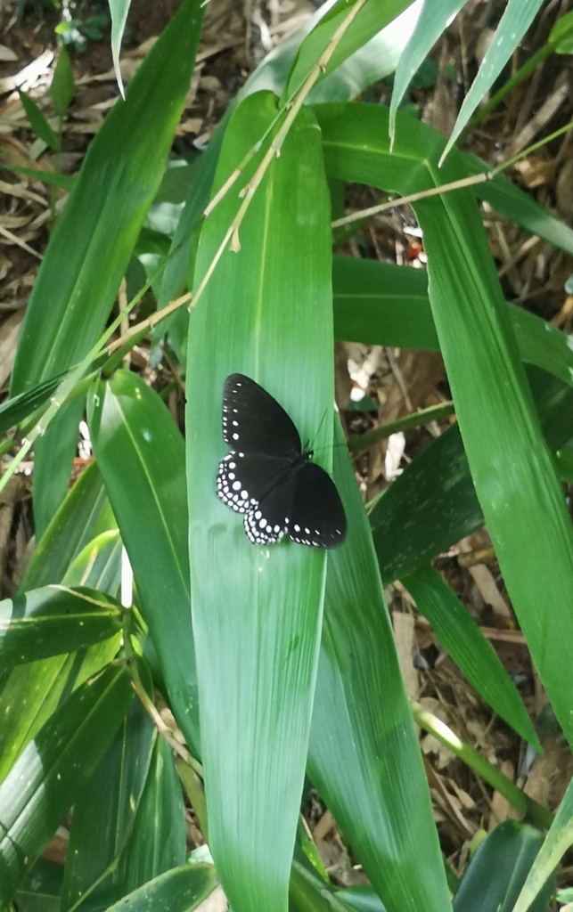 Ethope henrici